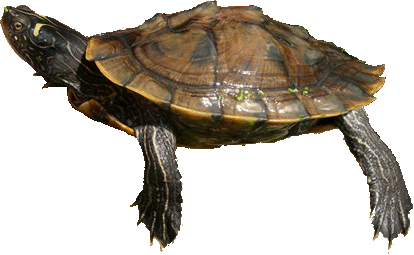 schildpad4